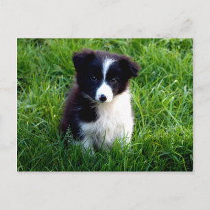 Carte postale Collie Puppy