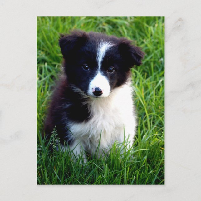 Carte postale Collie Puppy (Devant)