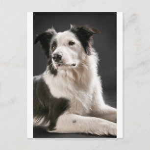 Carte Postale Collier frontalier