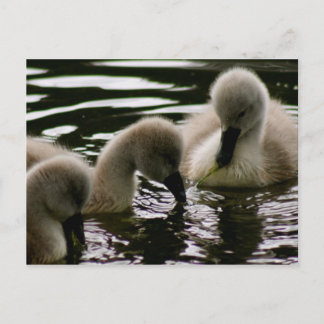 Carte Postale Colliers précieux