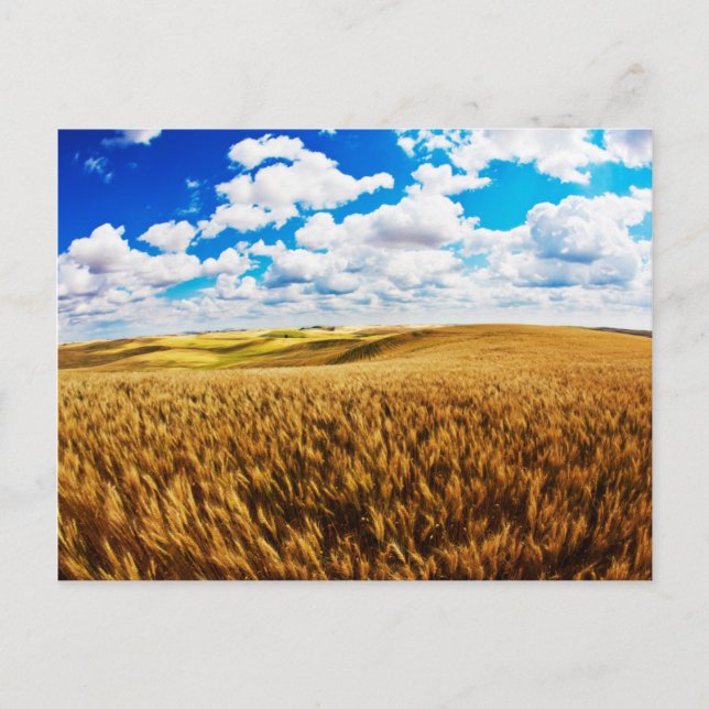 Carte Postale Collines à rouleaux de blé mûr (Devant)