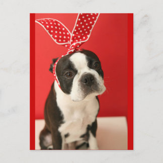 Carte Postale Cologalita Usamimi Postcards