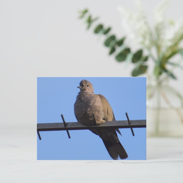 Carte Postale Colombe (Debout devant)