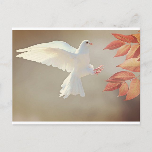 Carte Postale colombe blanche (Devant)