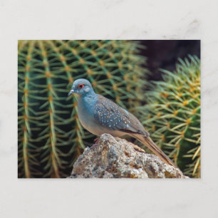 Carte Postale colombe de diamant ( Geopelia Cuneata )