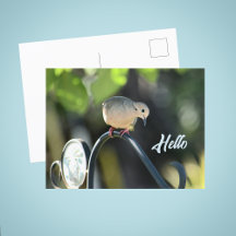 Colombe qui passe dire bonjour Photo