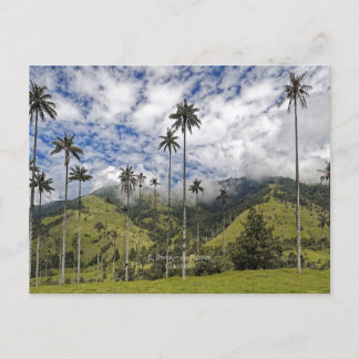 Carte Postale Colombie - El Bosque de Palmas,