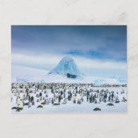 Colonie de l'empereur Penguin
