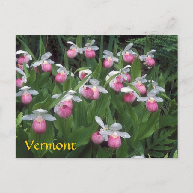Carte Postale Colonie des palmes de la dame du Vermont Showy (Devant)