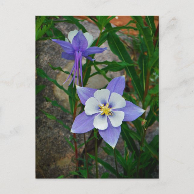 Carte Postale Colonne bleue (Devant)