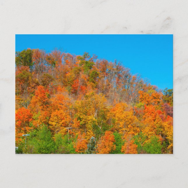Carte Postale Colonnes d'automne à flanc de colline, Indiana Sud (Devant)