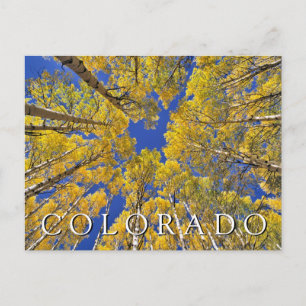 Carte Postale Colorado automne Forêt de trembles en automne