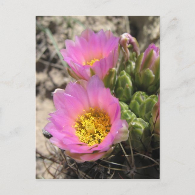 Carte Postale Colorado Cactus sans crochet (Devant)