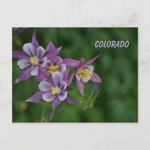 Carte Postale Colorado Colorado Blue Columbine