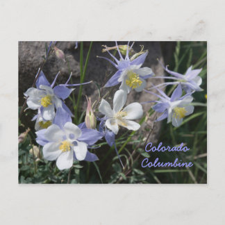 Carte Postale Colorado Columbine