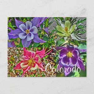 Carte postale Colorado columbine