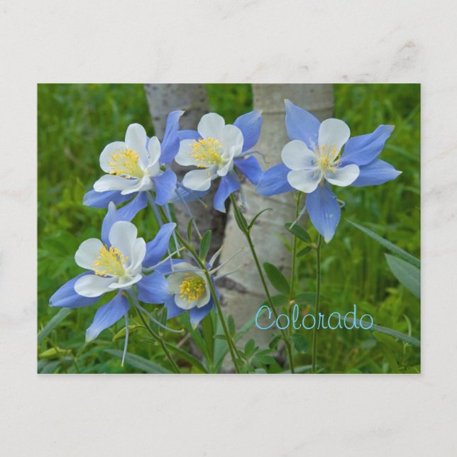Carte Postale Colorado columbine (Devant)