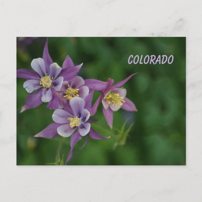 Carte Postale Colorado Columbine Bleue (Devant)
