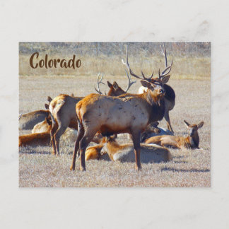 Carte Postale Colorado Elk