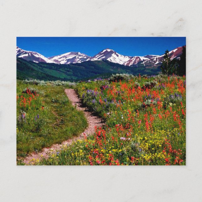 Carte Postale Colorado Fleur sauvage Meadow (Devant)