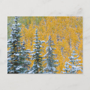 Carte Postale Colorado, Grand Mesa. Début de la chute de neige d
