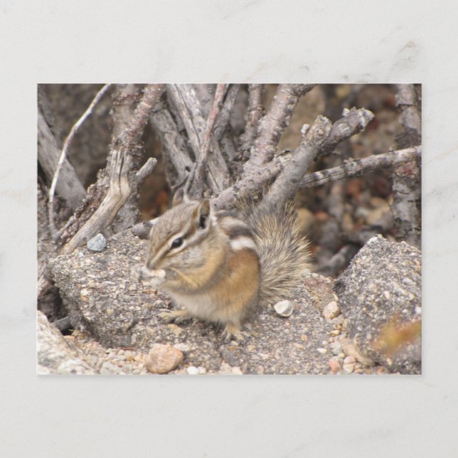 Carte Postale Colorado Rocky Mountain Chipmunk (Devant)
