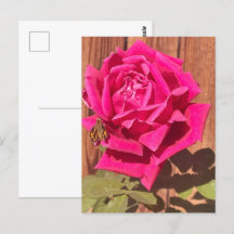 Coloré Élégant rose Floral Flower rose