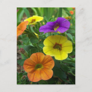 Carte postale colorée Million Bells Floral