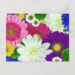 Carte postale Colorfor Daisies