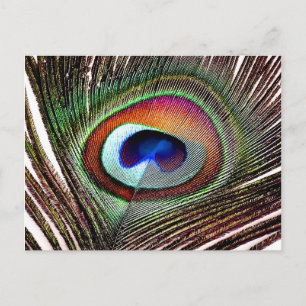 Carte Postale Colorful Copper Peacock Feather