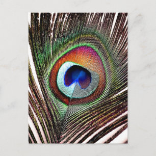 Carte Postale Colorful Copper Peacock Feather