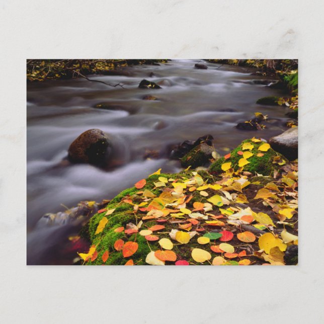 Carte Postale Colours d'automne le long de McGee Creek (Devant)