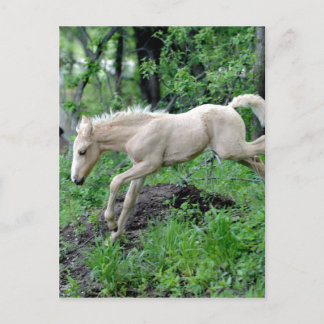 Carte Postale Colt à rebours