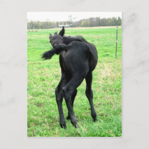 Carte Postale Colt Itchy Bumm