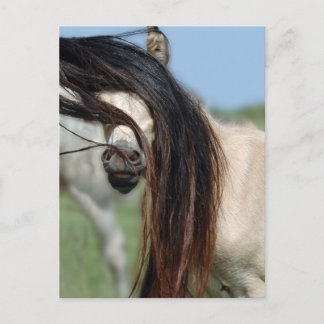 Carte Postale Colt Peek-a-Boo