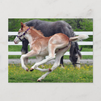 Carte Postale Colt rouge volant