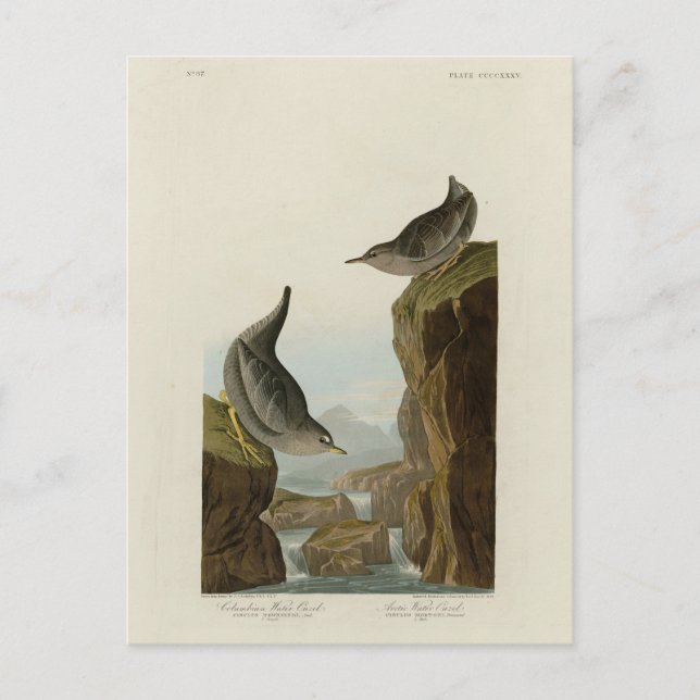 Carte Postale Columbian Water Ouzel, Audubon's Birds of America (Devant)