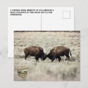 Carte Postale Combat de bisons de Yellowstone sépia