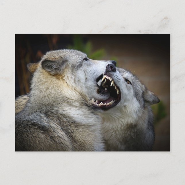 Carte Postale Combat de loups (Devant)
