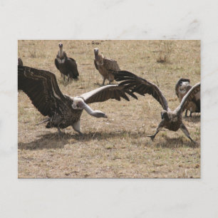 Carte Postale combat vautour