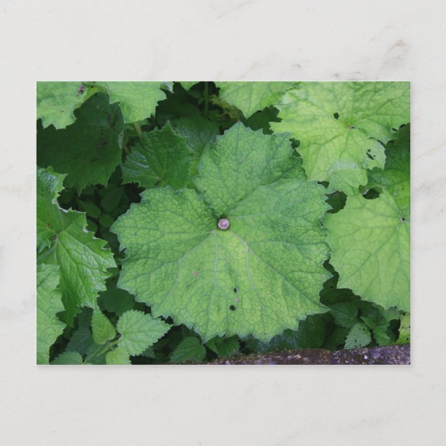 Carte Postale Combattre l'escargot (Devant)