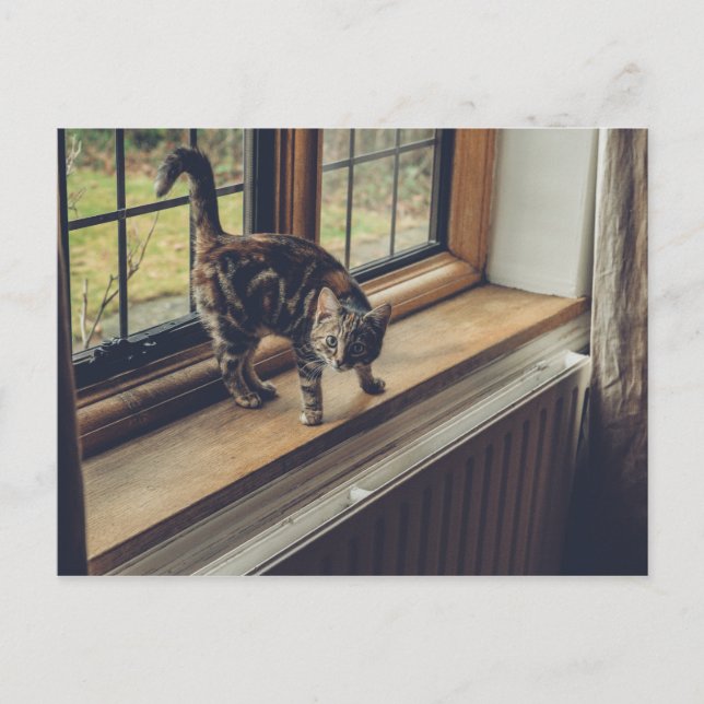 Carte Postale Combien coûte ce Kitty dans la fenêtre ? (Devant)