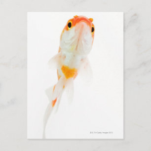 Carte Postale Comète / Poisson rouge à queue comète