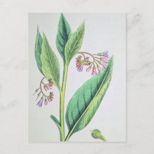Carte Postale Comfrey commun, plaque MCXVI, c.1800