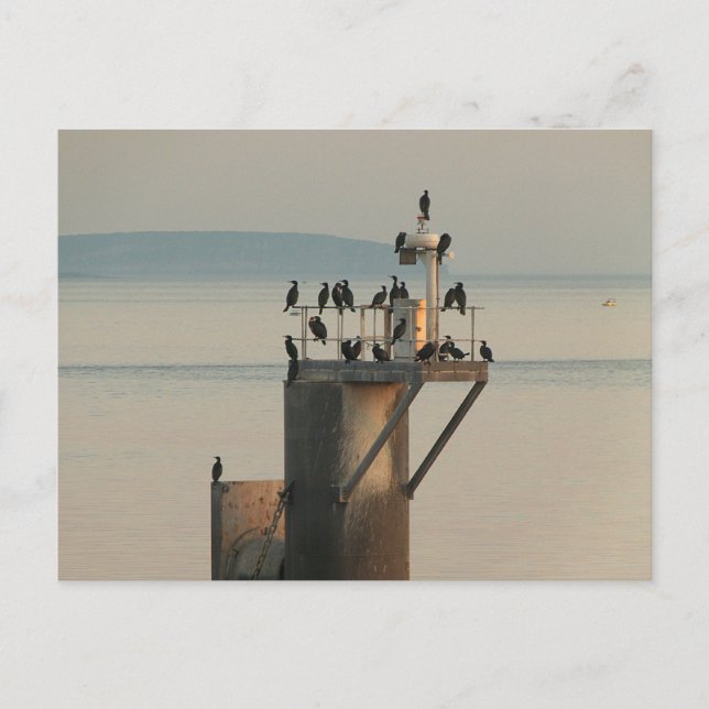 Carte Postale Commande de vérification (Devant)