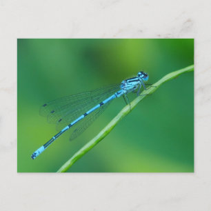 Carte postale commune Blue Damselfly