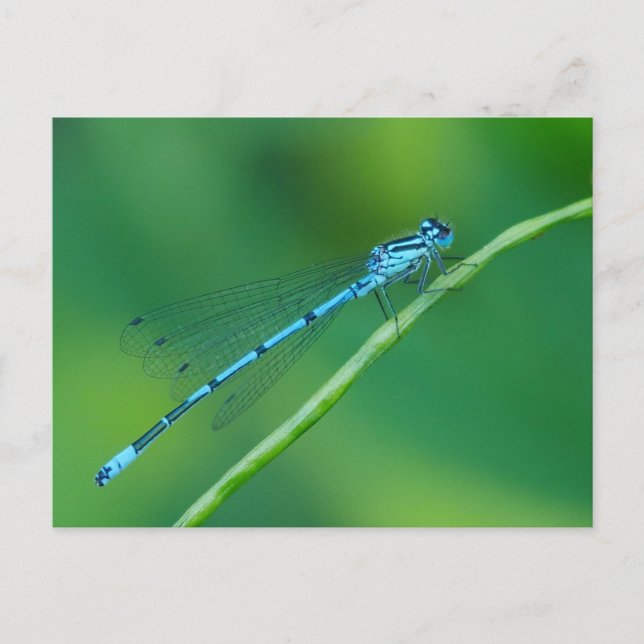 Carte postale commune Blue Damselfly (Devant)