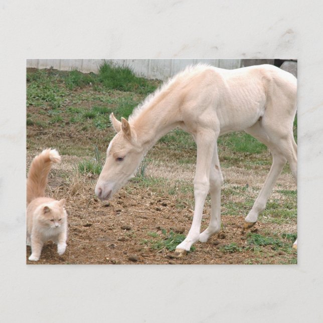 Carte Postale Compagnons Cremello (Devant)