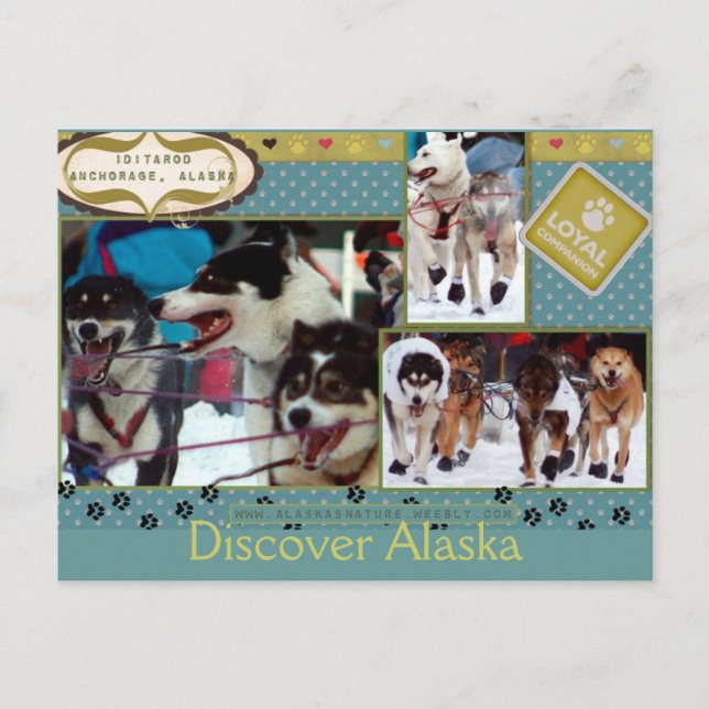 Carte Postale Compagnons loyaux d'Iditarod (Devant)