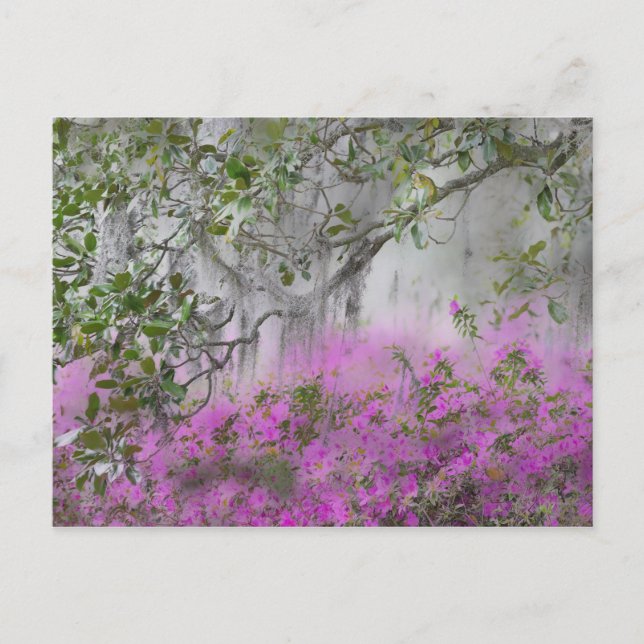 Carte Postale Composite numérique des azalées et des magnolias (Devant)